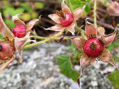 멍석딸기 사진 - Rubus parvifolius Photos