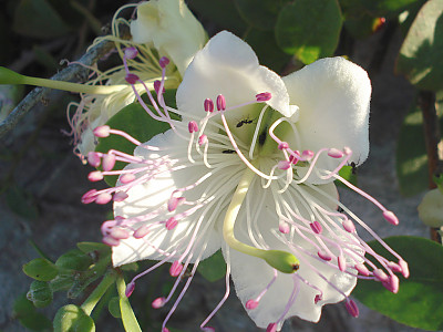 케이퍼 사진 - Capparis Spinosa Photos