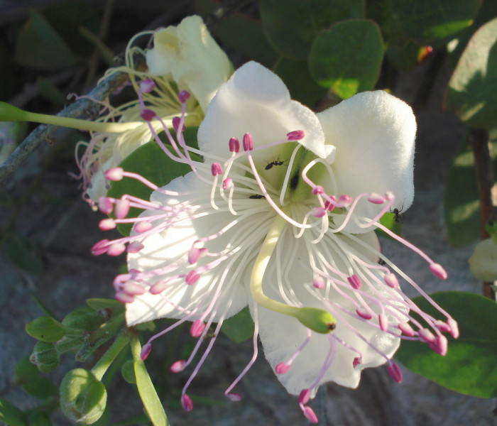 케이퍼 - Caper bush, Capparis Spinosa