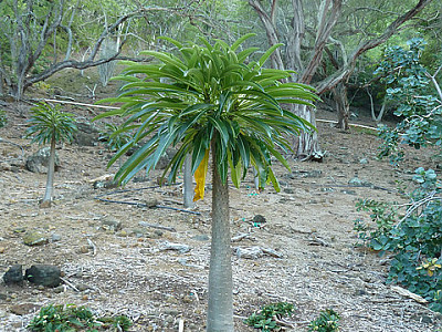 귀금봉 사진 - Pachypodium rutenbergianum Photos