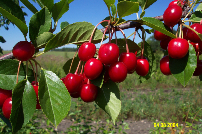양벚나무 - Prunus avium, Prunus avium L.