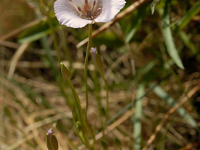 alkali mariposa lily 사진 - Calochortus striatus Photos