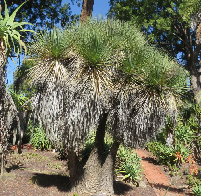 Beaucarnea stricta - Beaucarnea stricta, Beaucarnea stricta Lem.