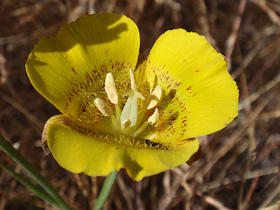 Calochortus luteus 사진 - Calochortus luteus Photos