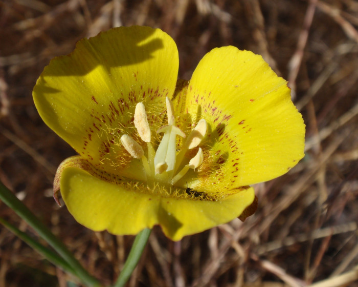 Calochortus luteus - Calochortus luteus