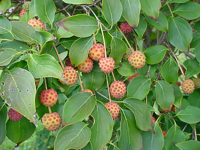 산딸나무 사진 - Cornus kousa Photos