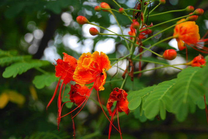 공작화 - Peacock Flower, Poinciana, Red Bird of Paradise,Dwarf Poinciana, Caesalpinia pulcherrima (L.) Sw