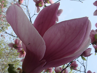 자목련 사진 - Magnolia liliflora Photos