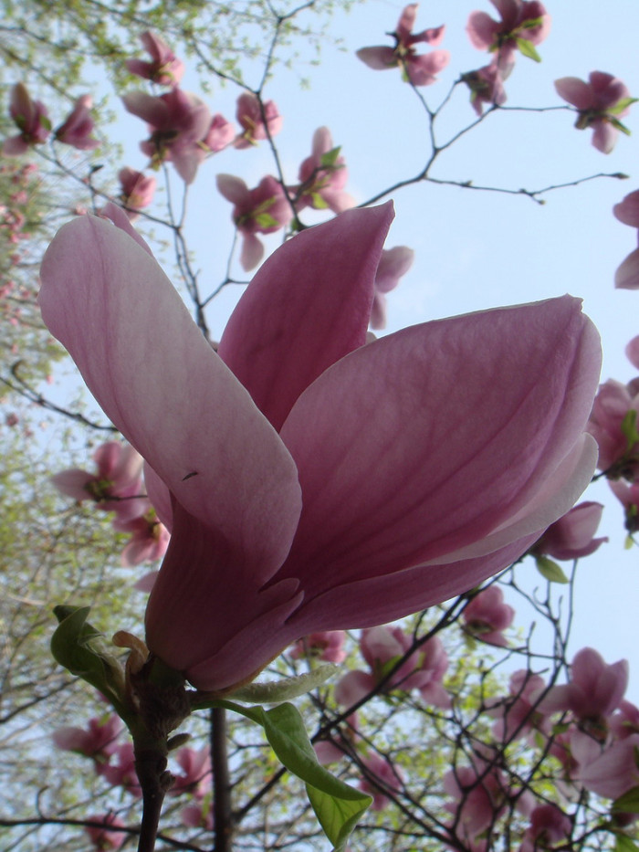 자목련 - Magnolia liliflora