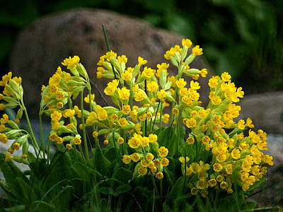 카오스립 사진 - Primula veris Photos