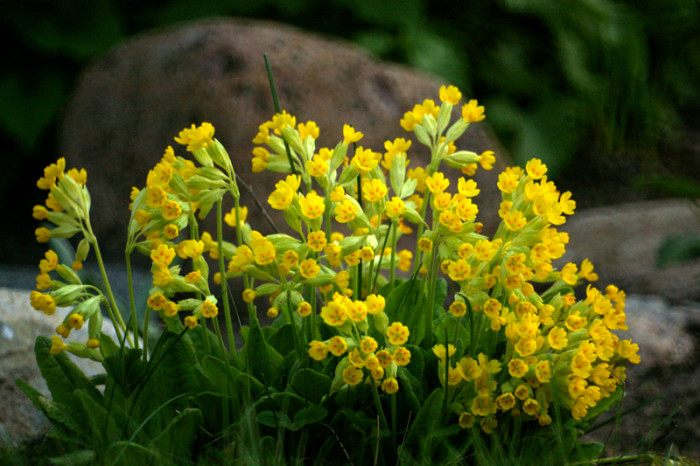 카오스립 - Cowslip, Primula veris