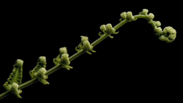 Cyathea glauca - Cyathea glauca