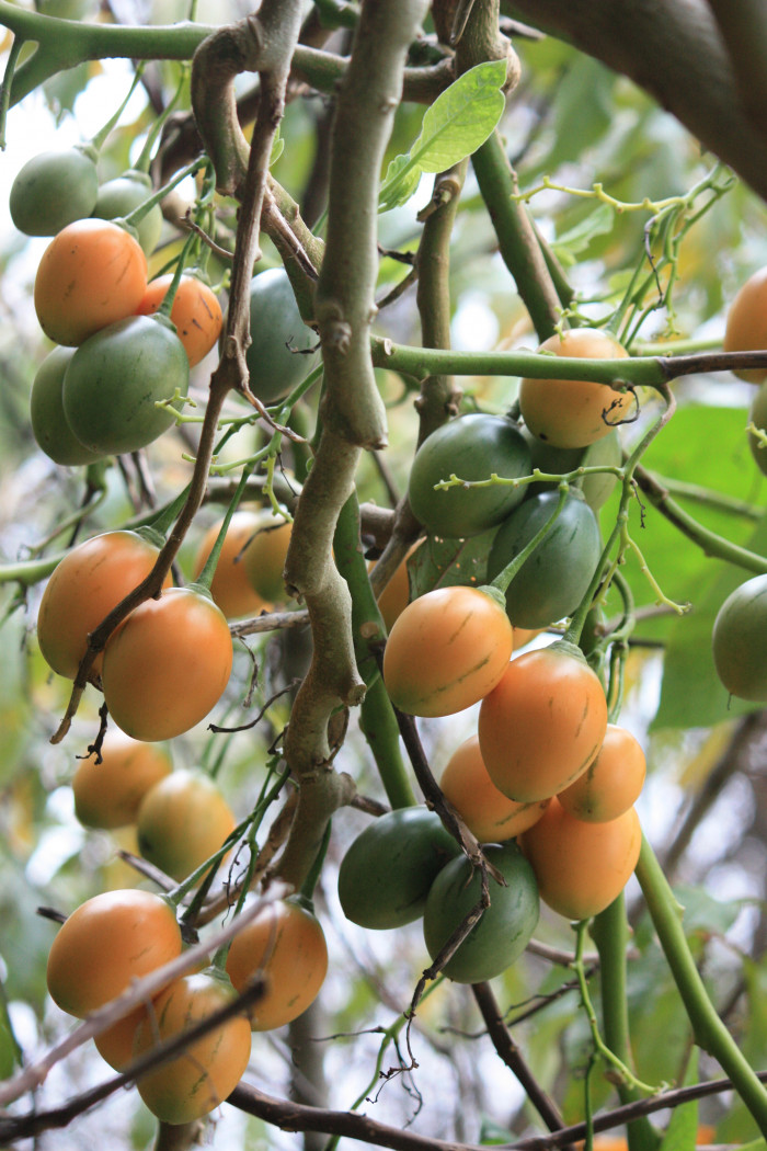 나무토마토 - Tamarillo, tree tomato, Solanum betaceum Cav.