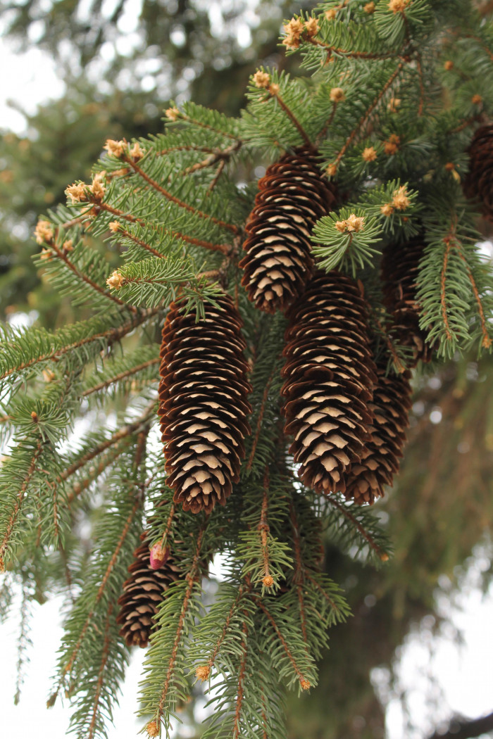 가문비나무 - spruce, Picea jezoensis (Siebold & Zucc.) Carriere