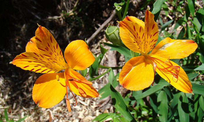 잉카릴리 - Alstroemeria aurea