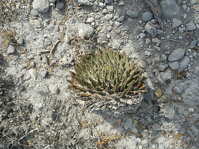 삼각목단 사진 - Ariocarpus Trigonus Photos