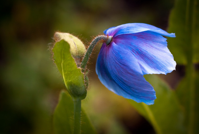 히말라얀포피 - Himalayan Blue poppy, Meconopsis grandis