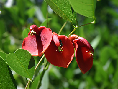 브라질 산호나무 사진 - Erythrina crista-galli L. Photos