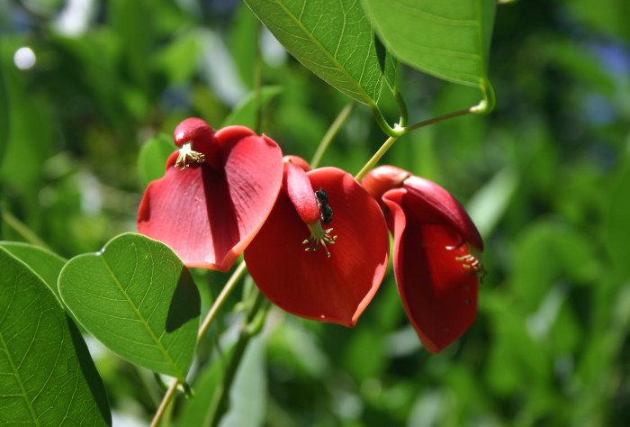 브라질 산호나무 - cockspur coral tree, Erythrina crista-galli L.