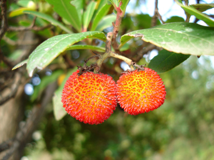 딸기나무 - Strawberry Tree, Arbutus unedo