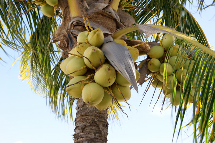 코코넛야자 - Coconut palm, Cocos nucilera L.