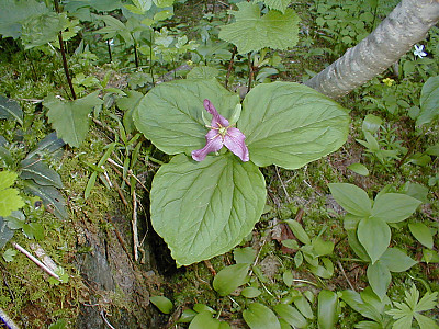 연령초 사진 - Trillium kamtschaticum Pall. Photos