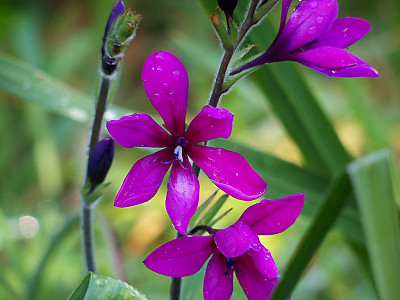 바비아나 피그마에아 사진 - Babiana stricta Photos