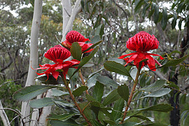 텔로피아 - Telopea speciosissima