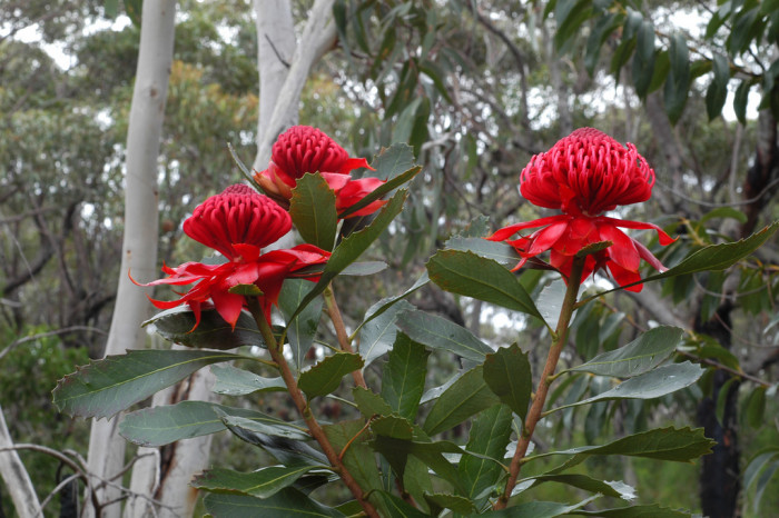 텔로피아 - Waratah, Telopea speciosissima