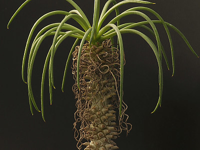 기봉금 사진 - Tylecodon wallichii Photos