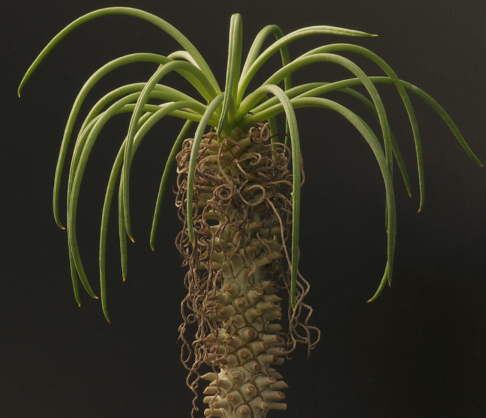 기봉금 - Tylecodon wallichii