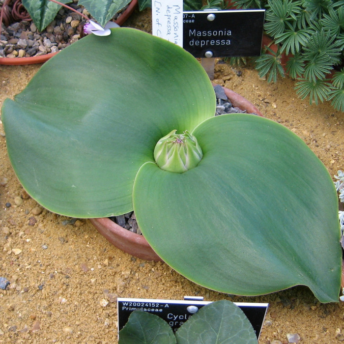 마소니아 디프레샤 - hedgehog lily, Massonia depressa