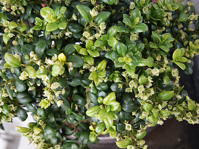 회양목 사진 - Buxus microphylla var. koreana NAKAI Photos