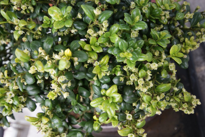 회양목 - Korean box tree, Buxus microphylla var. koreana NAKAI