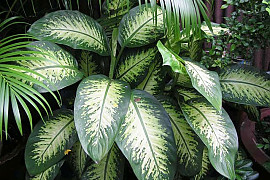 디펜바키아 아모에나 - Dieffenbachia amoena