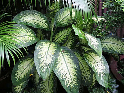 디펜바키아 아모에나 사진 - Dieffenbachia amoena Photos