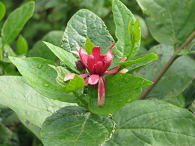 자주받침꽃 사진 - Calycanthus fertilis Photos