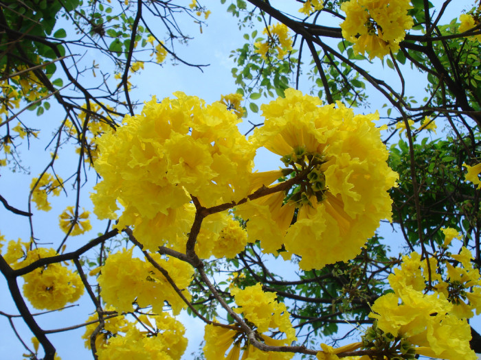 타베비아 크리센터 - araguaney, Handroanthus chrysanthus