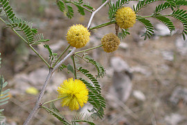 스위트아카시아 - acacia pycnantha