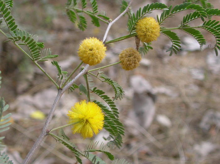 스위트아카시아 - Acacia farnesiana, acacia pycnantha