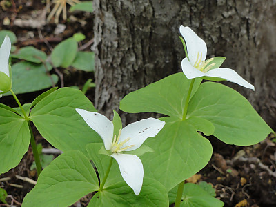 연령초 사진 - Trillium kamtschaticum Pall. Photos