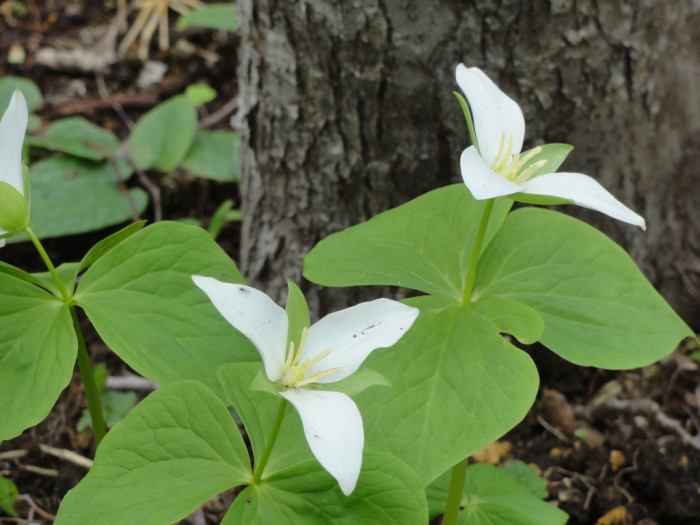연령초 - Trillium kamtschaticum Pall.