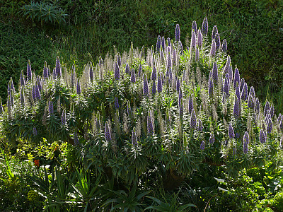 보석타워 사진 - Echium fastuosum Photos
