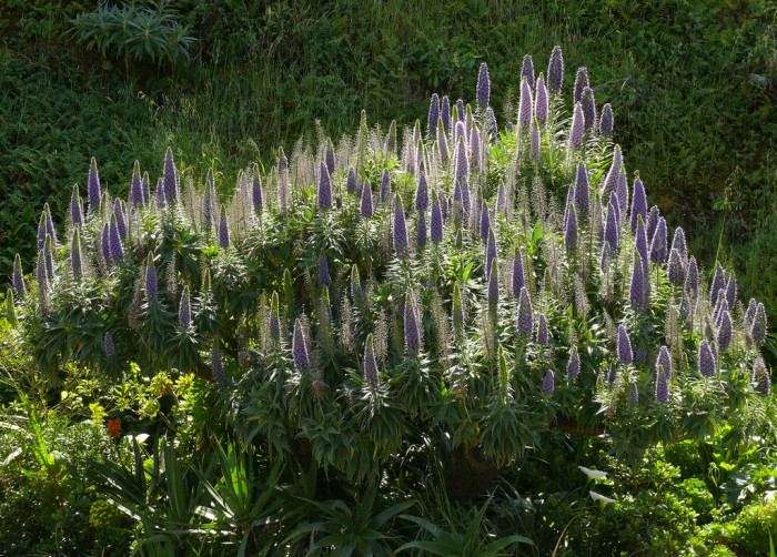 보석타워 - Pride of Madeira, Echium candicans, Echium fastuosum