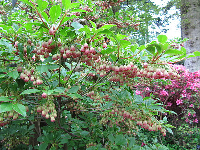 등대꽃 사진 - Enkianthus campanulatus  Photos