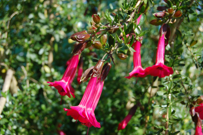 칸투아 - Cantua, Cantua buxifolia