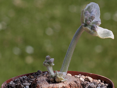 단애의 여왕 사진 - Sinningia leucotricha Photos