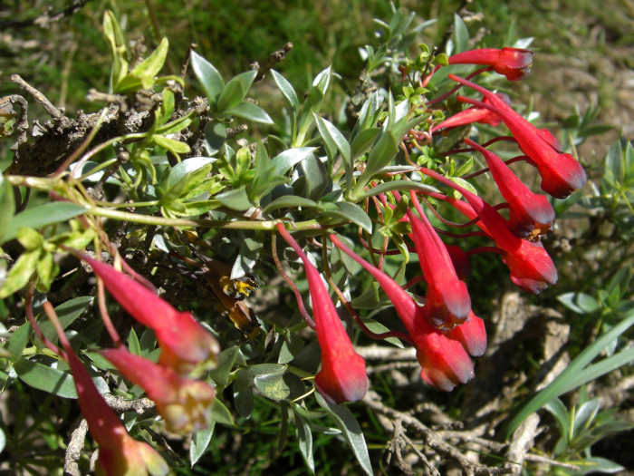 활련화 - Tropaeolum tricolor