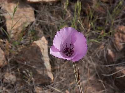 splendid mariposa lily 사진 - Calochortus splendens Photos