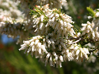 에리카 카프라 사진 - Erica caffra var. auricularis Photos